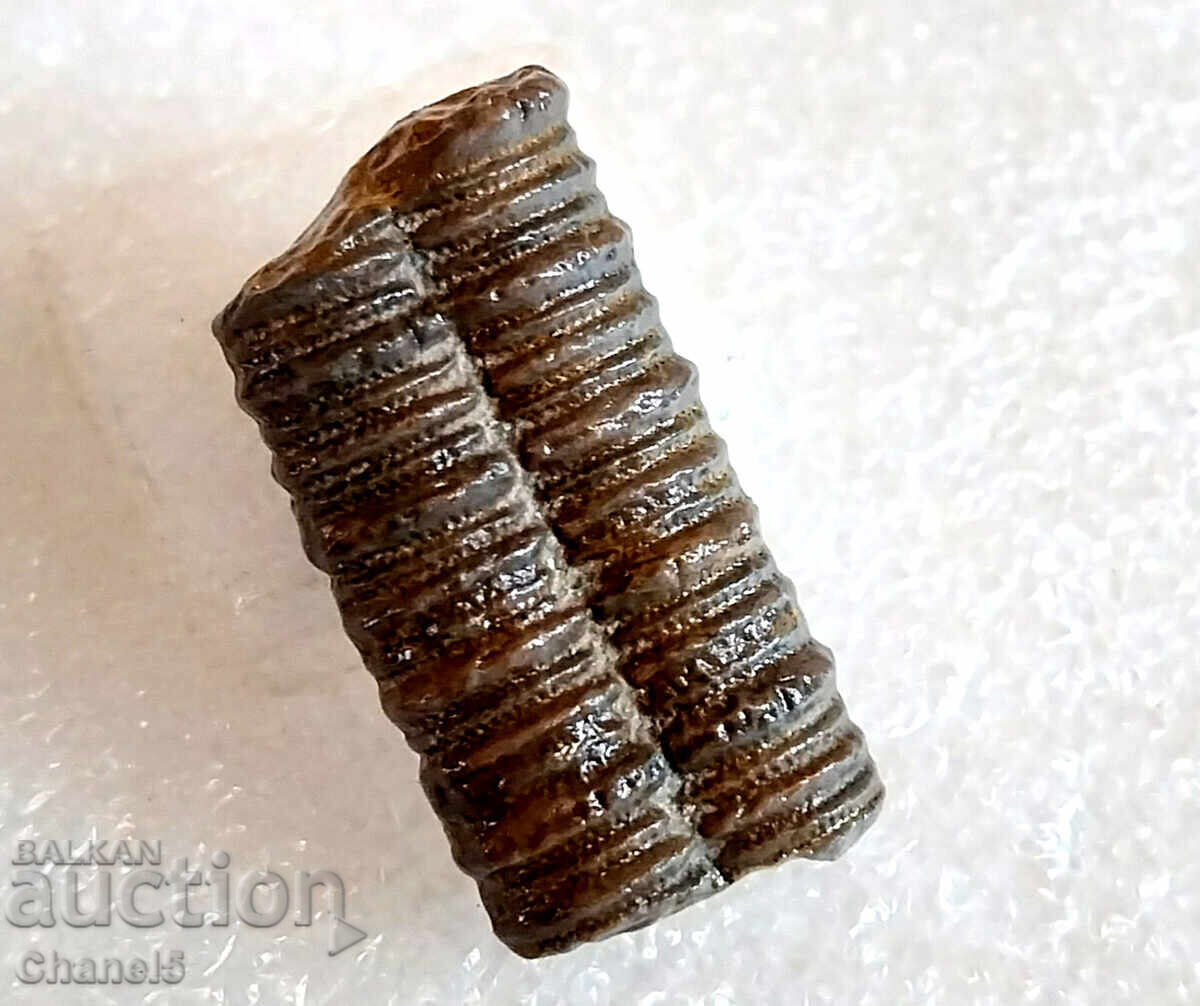 Delivery of FOSSIL - PETRIFIED CRINOID 400 million years old (747) Delivery of FOSSIL - PETRIFIED CRINOID 400 million years old (747)