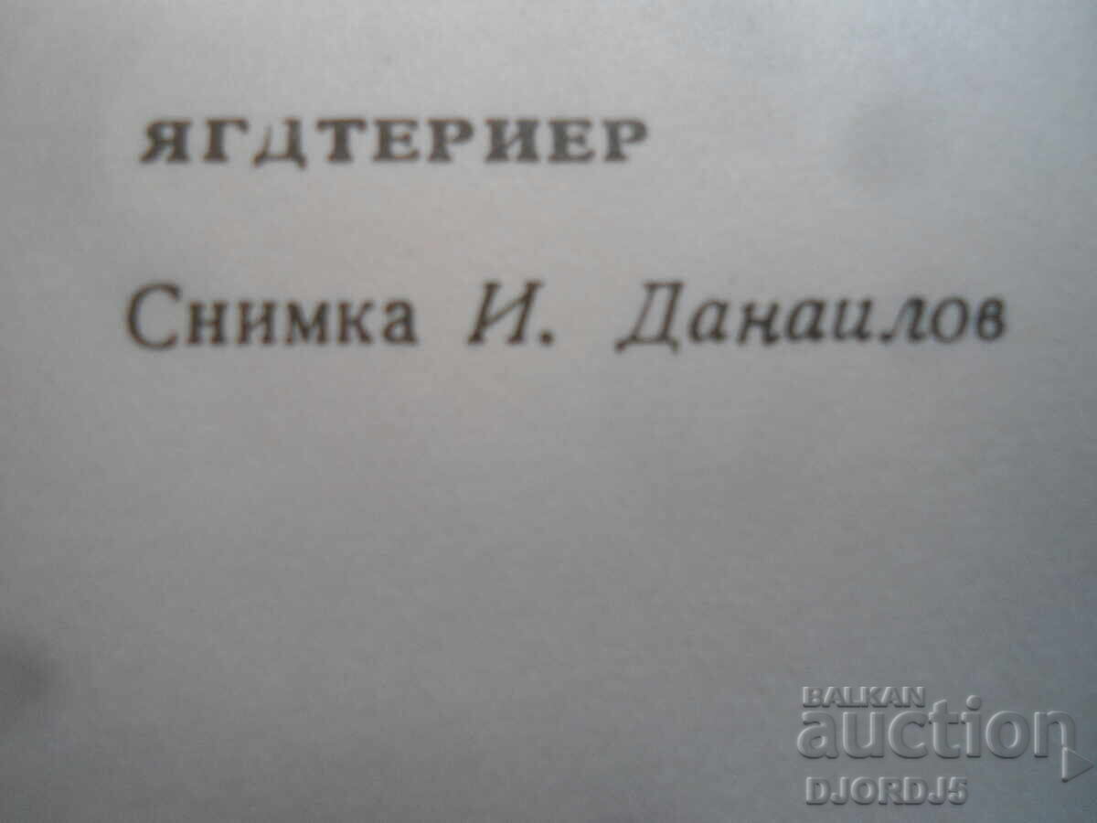 Auction JAGD TERRIER, Old postcard Auction JAGD TERRIER, Old postcard