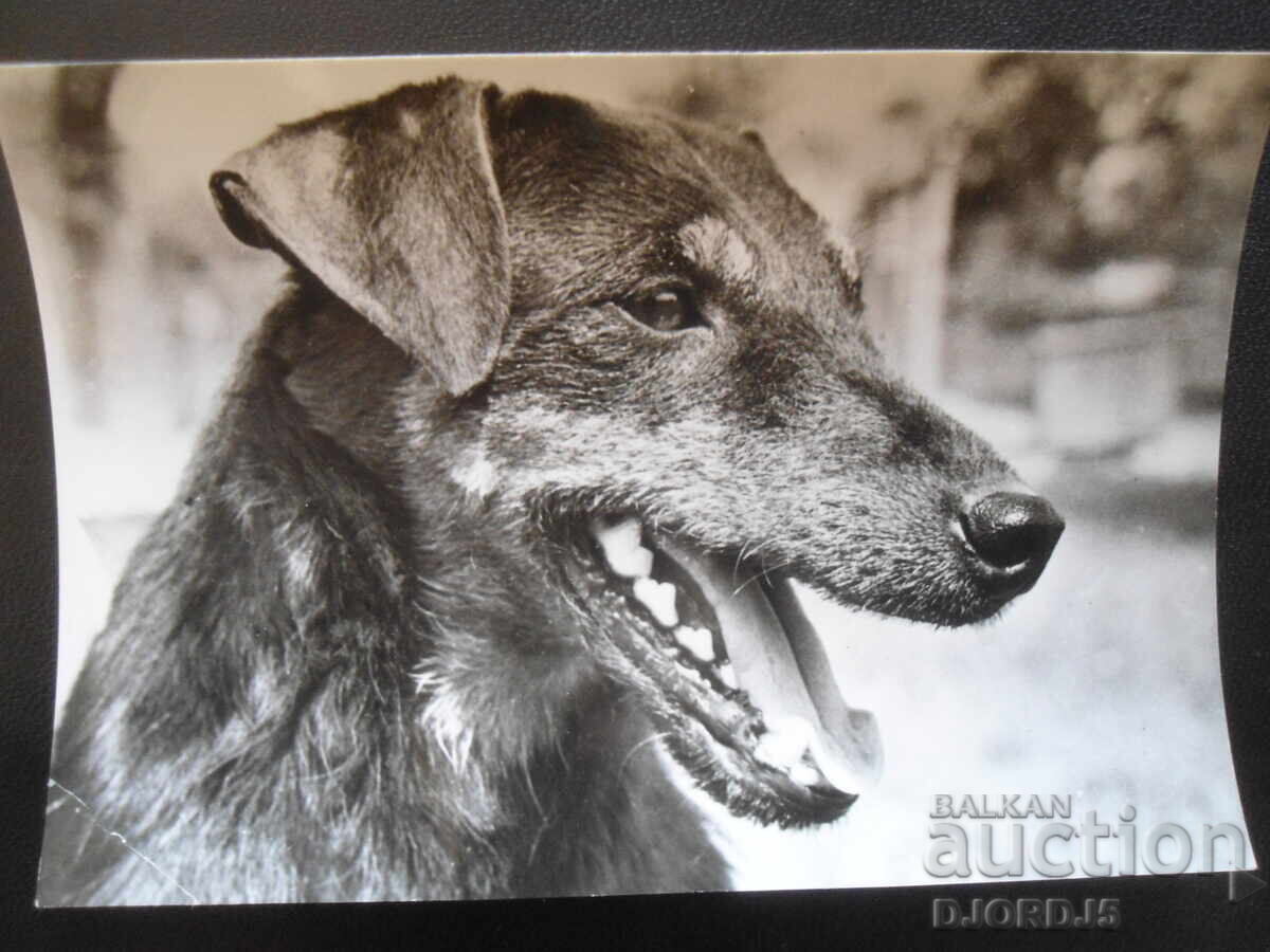 JAGD TERRIER, Old postcard JAGD TERRIER, Old postcard