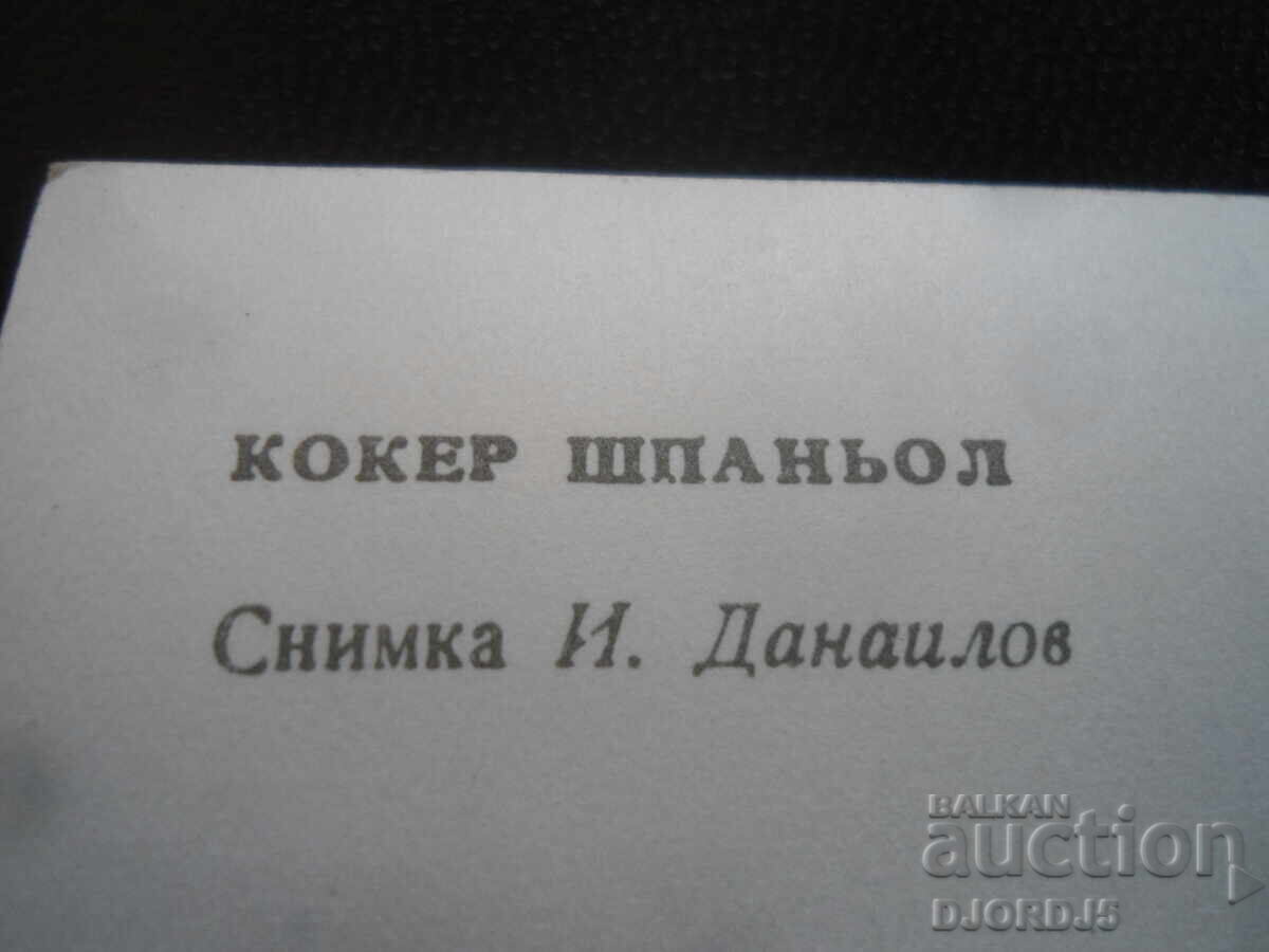 Auction COKER SPANIEL, Old postcard Auction COKER SPANIEL, Old postcard