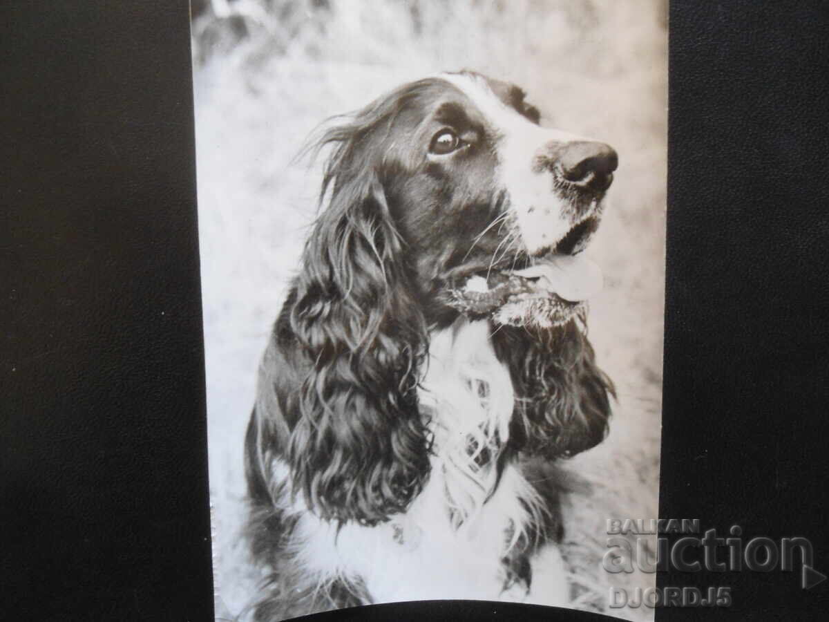 COKER SPANIEL, Old postcard COKER SPANIEL, Old postcard