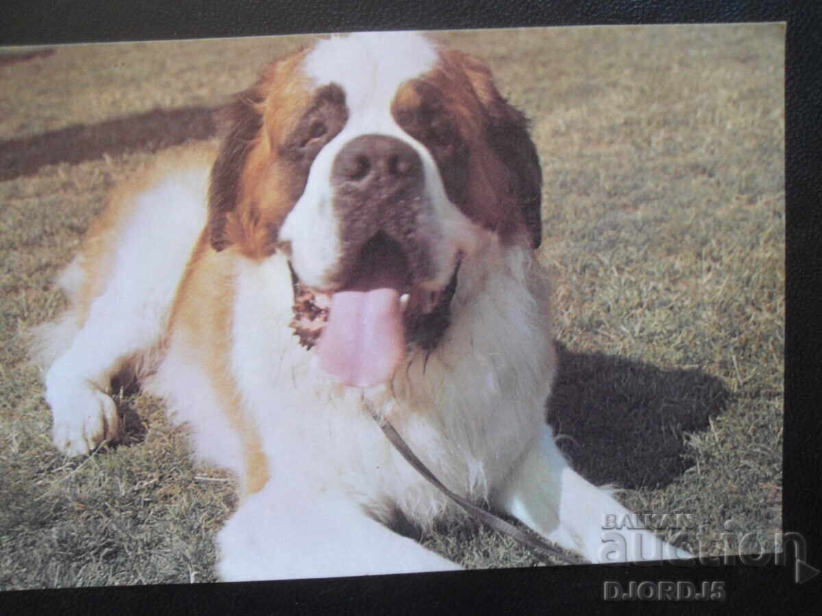 Sf. Bernard, carte poștală veche