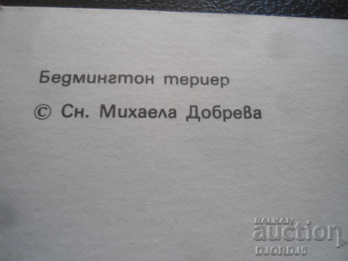 Аукцион Бедмингтон териер, Стара картичка Аукцион Бедмингтон териер, Стара картичка