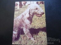 Bedmington Terrier, Old postcard