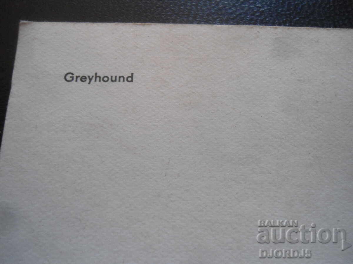 Auction Greyhound, Old postcard Auction Greyhound, Old postcard