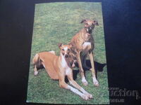 Greyhound, Old postcard