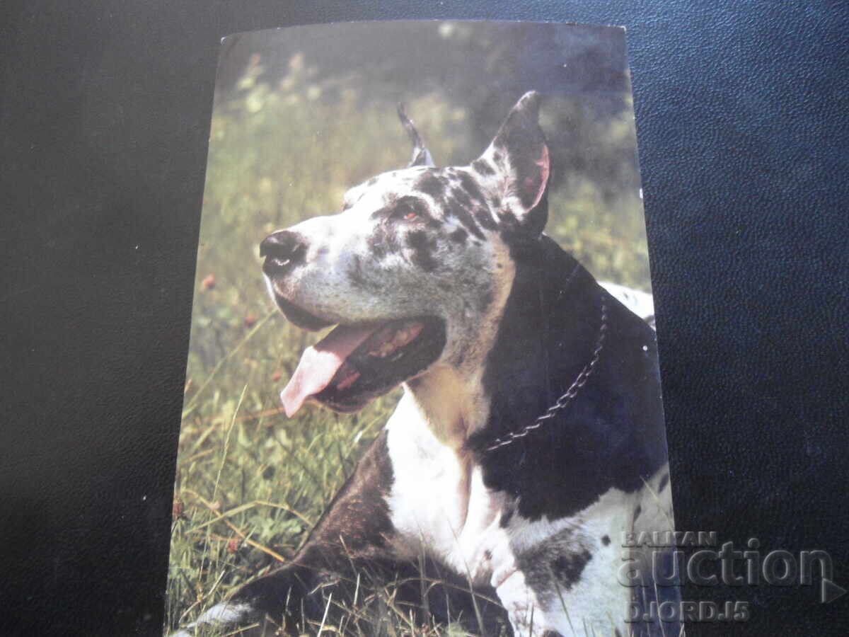 Doga harlekyn, Παλιά καρτ ποστάλ Doga harlekyn, Παλιά καρτ ποστάλ