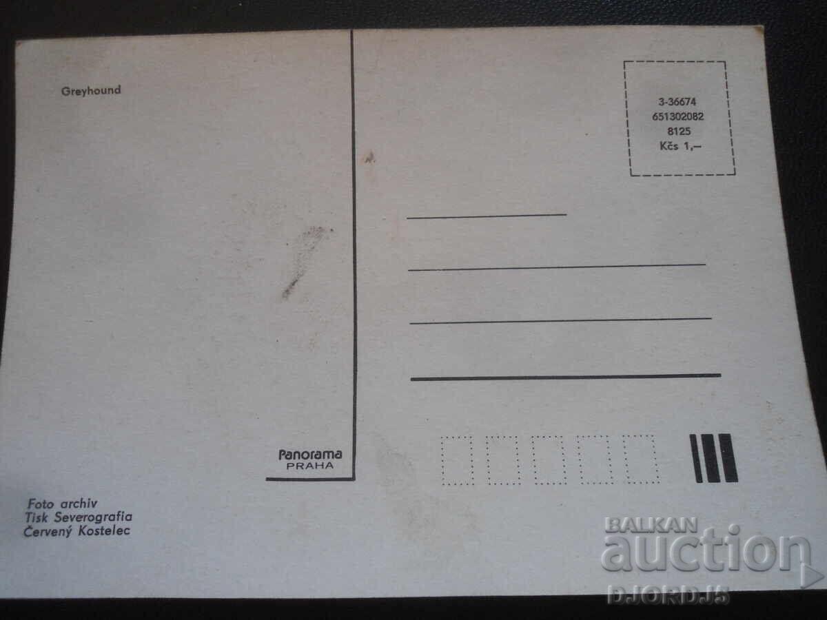 Greyhound, Old postcard with price 1.00 BGN | € 0.51 Greyhound, Old postcard with price 1.00 BGN | € 0.51