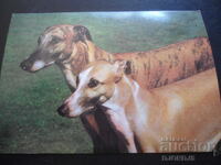 Greyhound, Old postcard