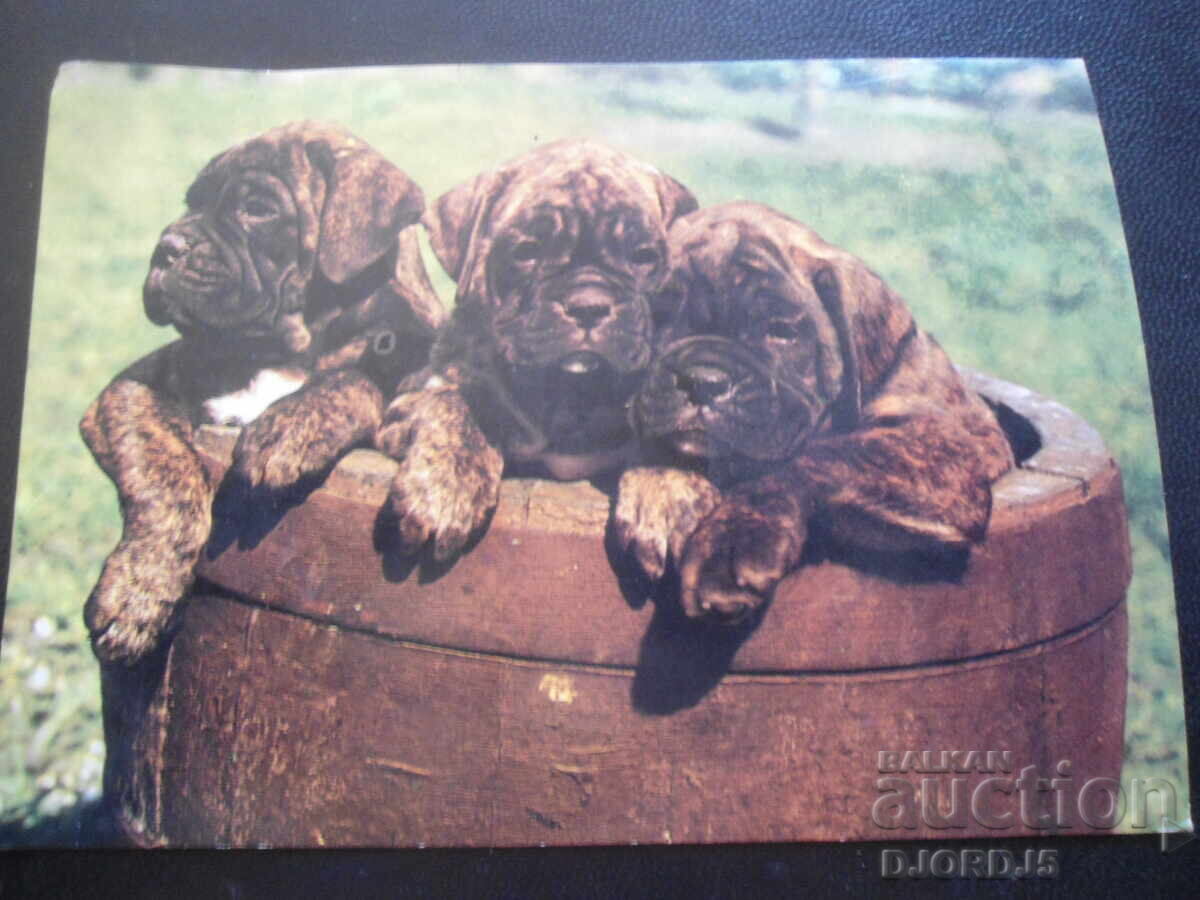 Boxeri, Παλιά καρτ ποστάλ Boxeri, Παλιά καρτ ποστάλ