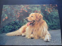 Hovawart, Παλιά καρτ ποστάλ