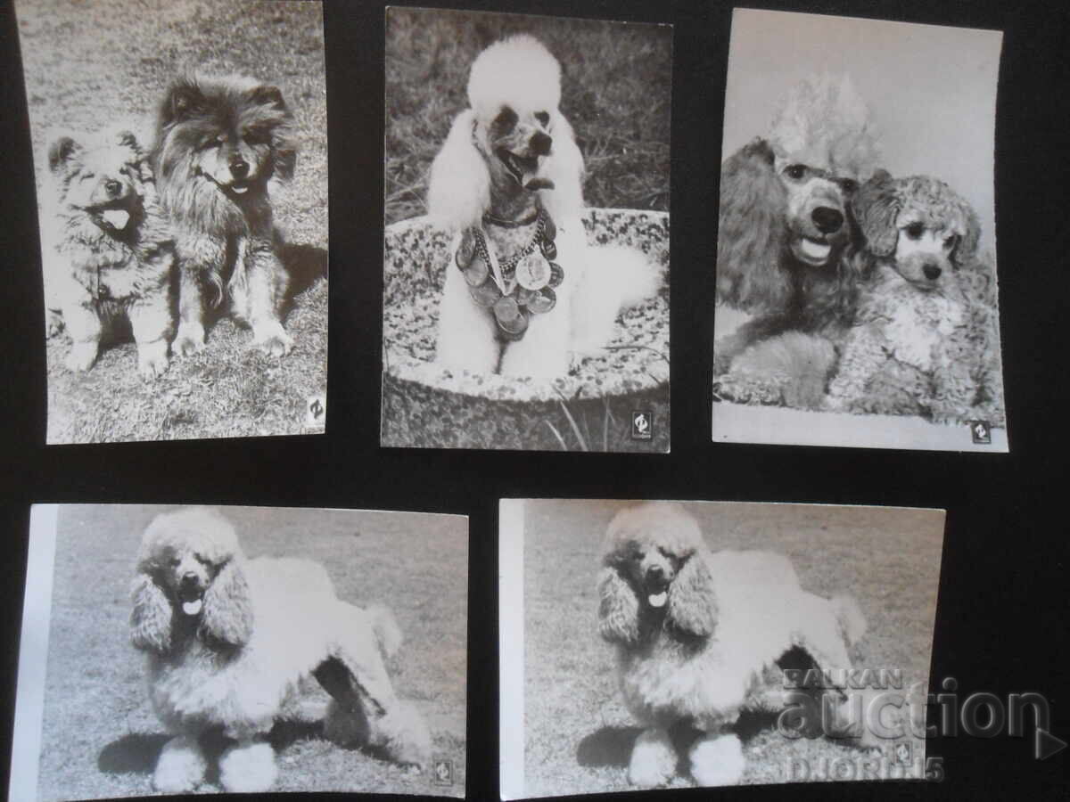 Lot of old photos Lot of old photos