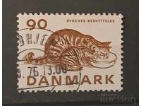 Denmark Fauna/Cats