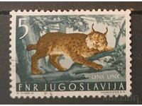 Yugoslavia Fauna/Cats