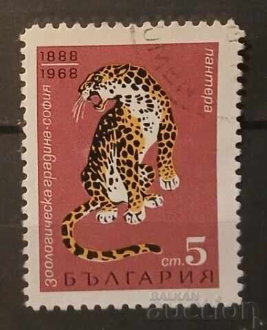 Bulgaria Fauna/Cats Bulgaria Fauna/Cats