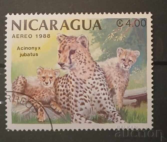 Πανίδα/Γάτες Νικαράγουας Πανίδα/Γάτες Νικαράγουας