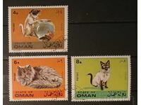 Oman Fauna/Cats