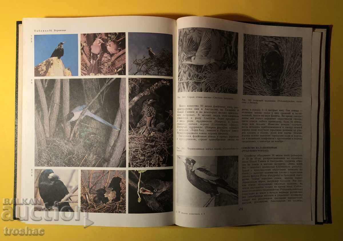 Old Book from the Animal/Bird Life Series Volume 6 with price 25.00 BGN | € 12.78 Old Book from the Animal/Bird Life Series Volume 6 with price 25.00 BGN | € 12.78