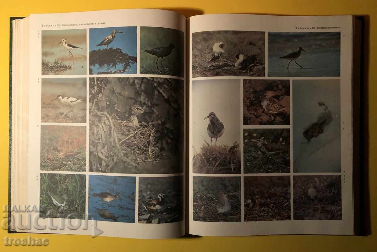 Auction Old Book from the Animal/Bird Life Series Volume 6 Auction Old Book from the Animal/Bird Life Series Volume 6