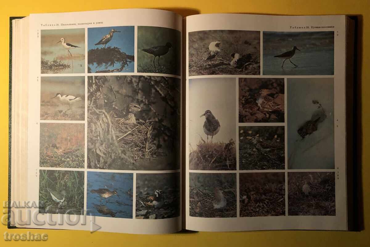 Auction Old Book from the Animal/Bird Life Series Volume 6 Auction Old Book from the Animal/Bird Life Series Volume 6