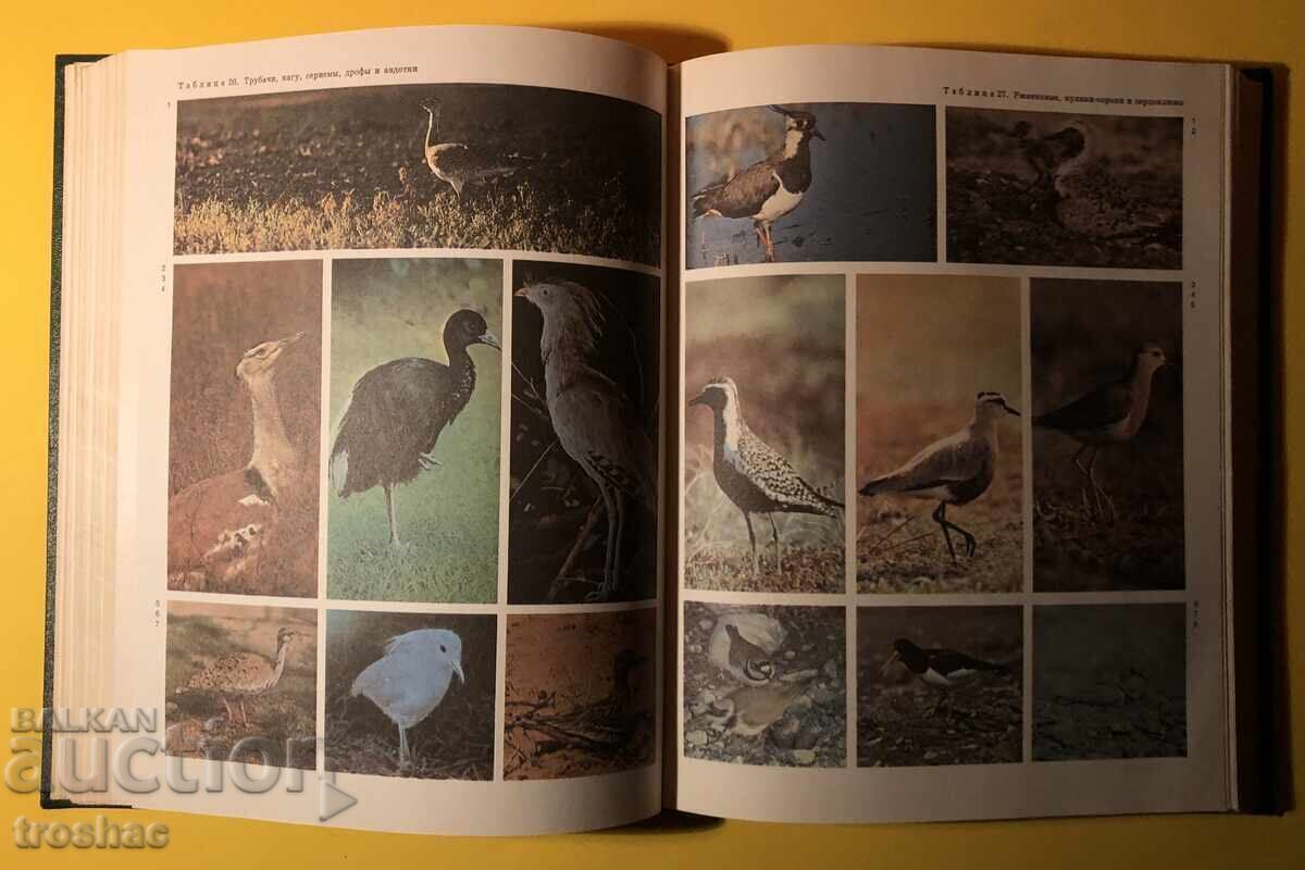 Delivery of Old Book from the Animal/Bird Life Series Volume 6 Delivery of Old Book from the Animal/Bird Life Series Volume 6