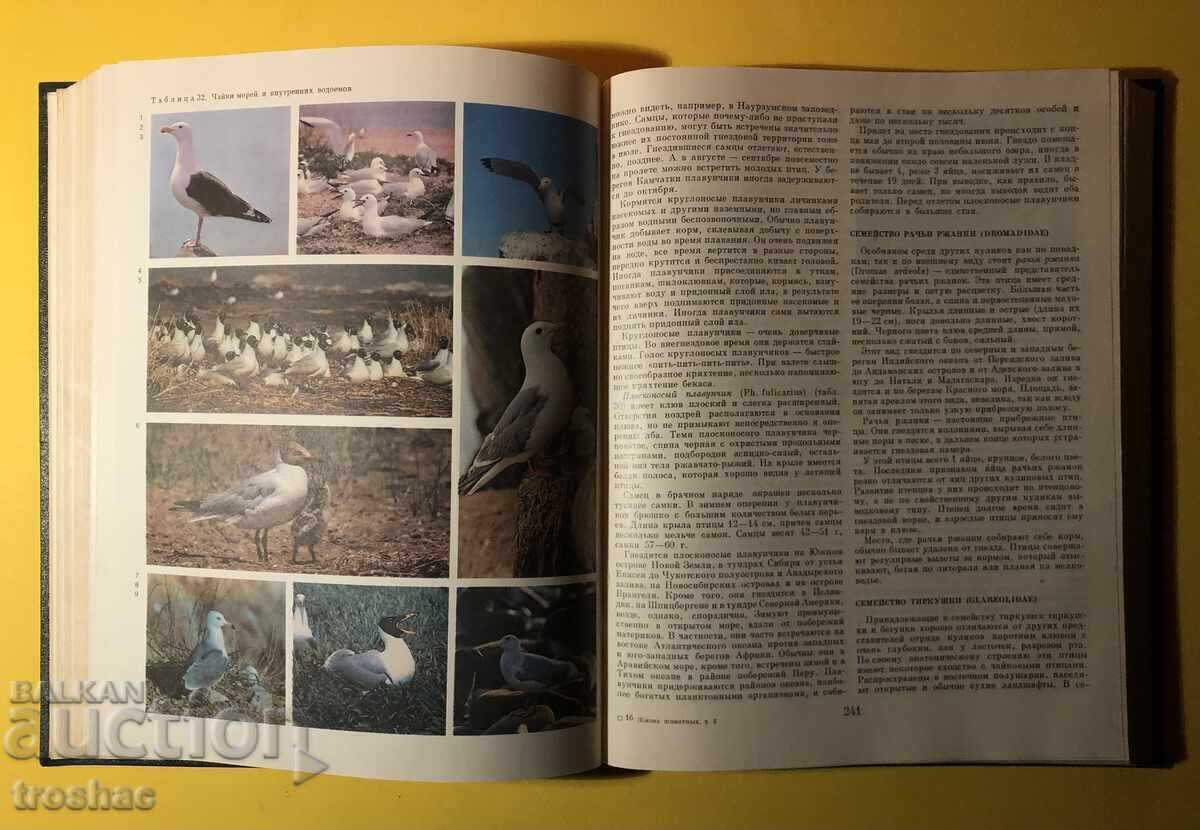 Old Book from the Animal/Bird Life Series Volume 6 - 6 Old Book from the Animal/Bird Life Series Volume 6 - 6