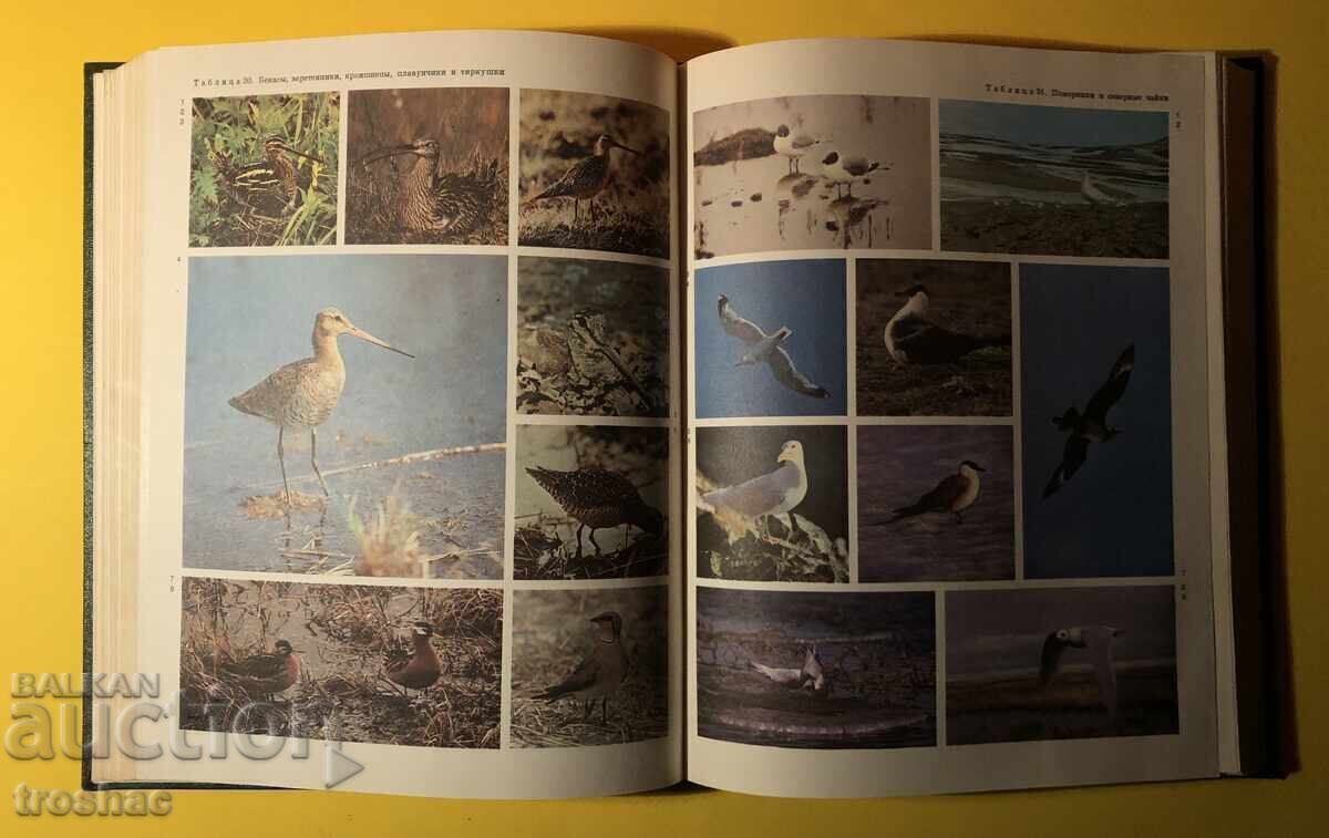 Old Book from the Animal/Bird Life Series Volume 6 - 7 Old Book from the Animal/Bird Life Series Volume 6 - 7