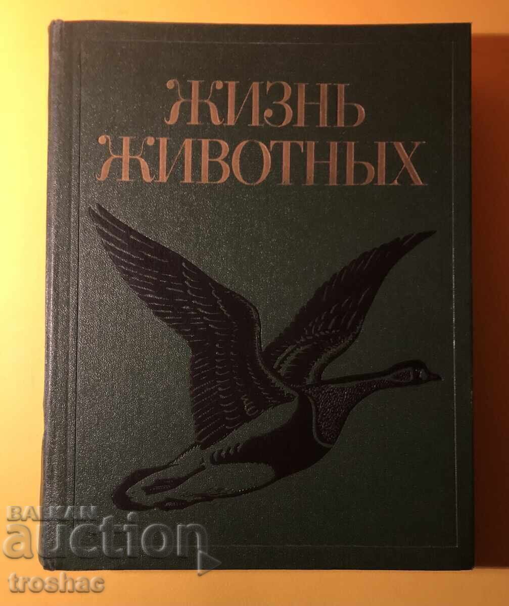 Old Book from the Animal/Bird Life Series Volume 6 Old Book from the Animal/Bird Life Series Volume 6