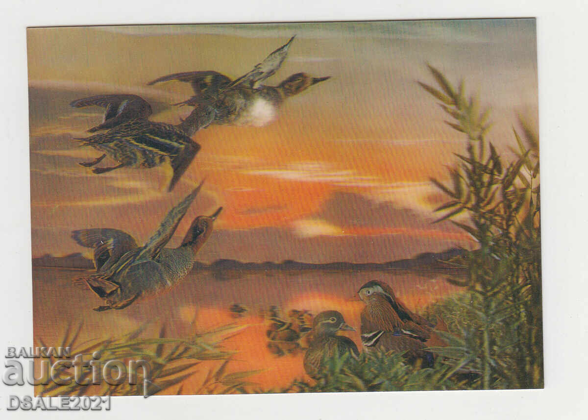 Stereo card 3D hunting, ducks /23605 Stereo card 3D hunting, ducks /23605