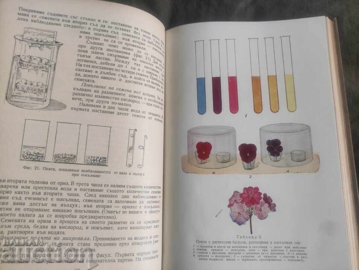 Οδηγός πρακτικής βοτανικής - 6