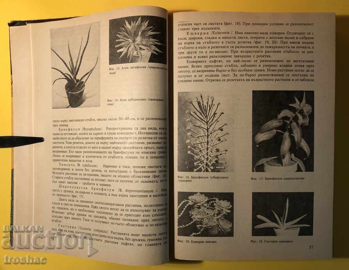 Delivery of An Old Book For Every Day and Every Home Household Encyclopedia Delivery of An Old Book For Every Day and Every Home Household Encyclopedia