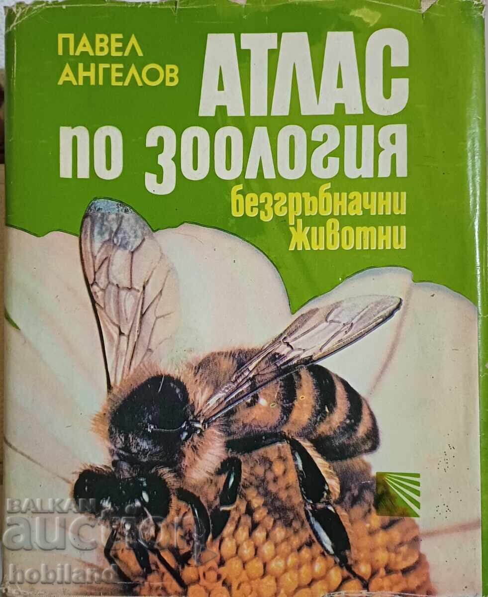 Άτλας Ζωολογίας-Ασπόνδυλα