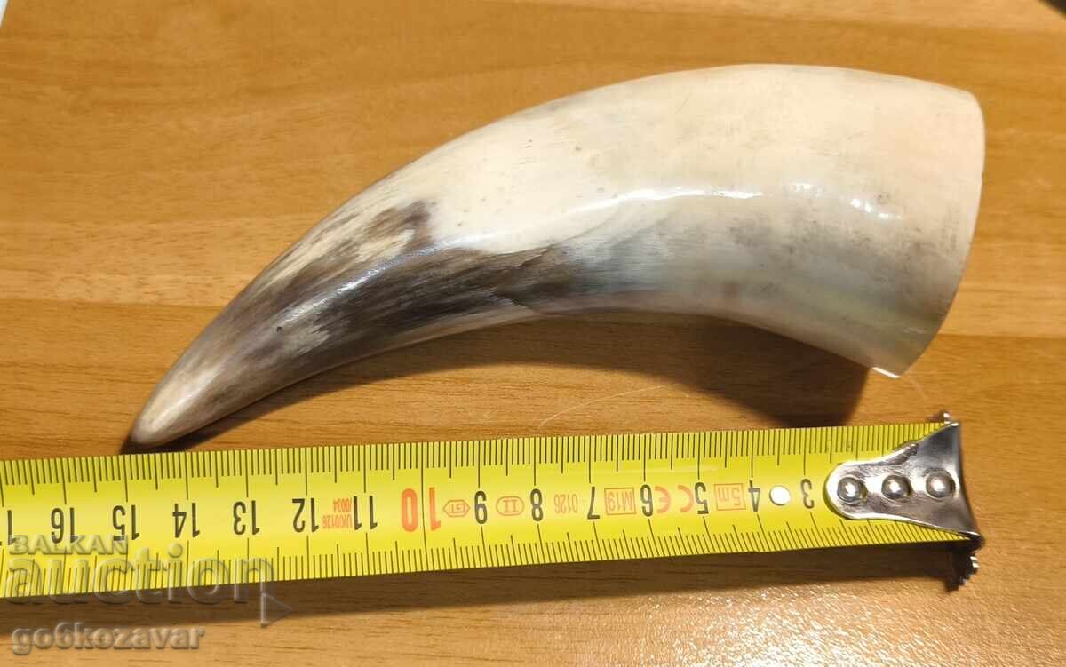 Delivery of A big, beautiful horn! Delivery of A big, beautiful horn!