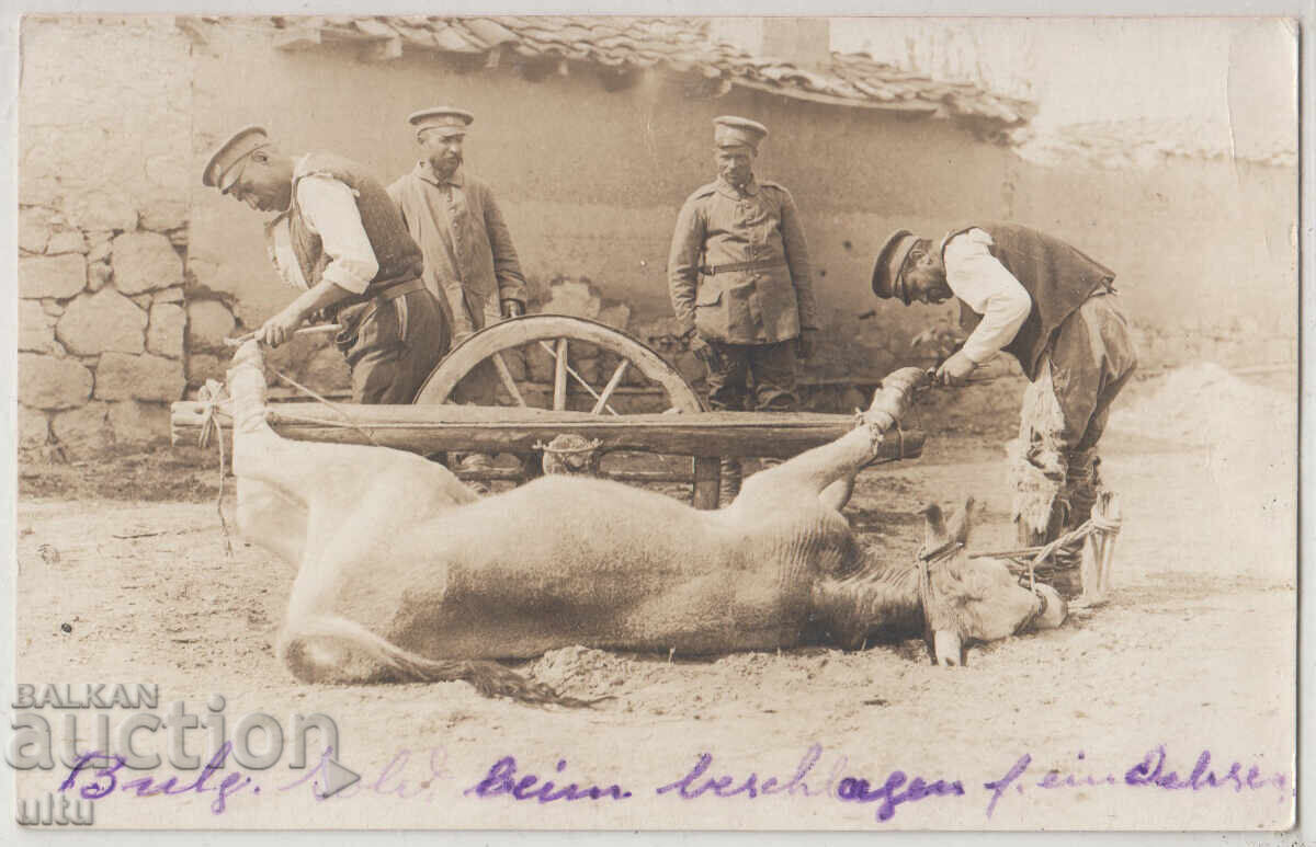 България, Подковаване на вол, RPPC, пътувала България, Подковаване на вол, RPPC, пътувала