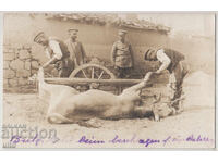 Bulgaria, Roasting an ox, RPPC, traveled