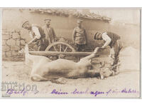 България, Подковаване на вол, RPPC, пътувала