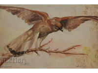 Asen Dimitrov watercolor falcon 1936.