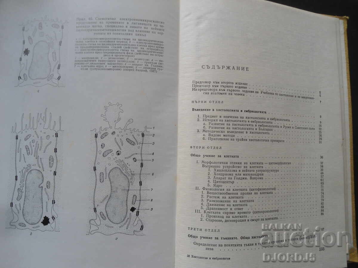 Histology and Embryology, A. I. Hadzhiolov with price 5.00 BGN | € 2.56 Histology and Embryology, A. I. Hadzhiolov with price 5.00 BGN | € 2.56