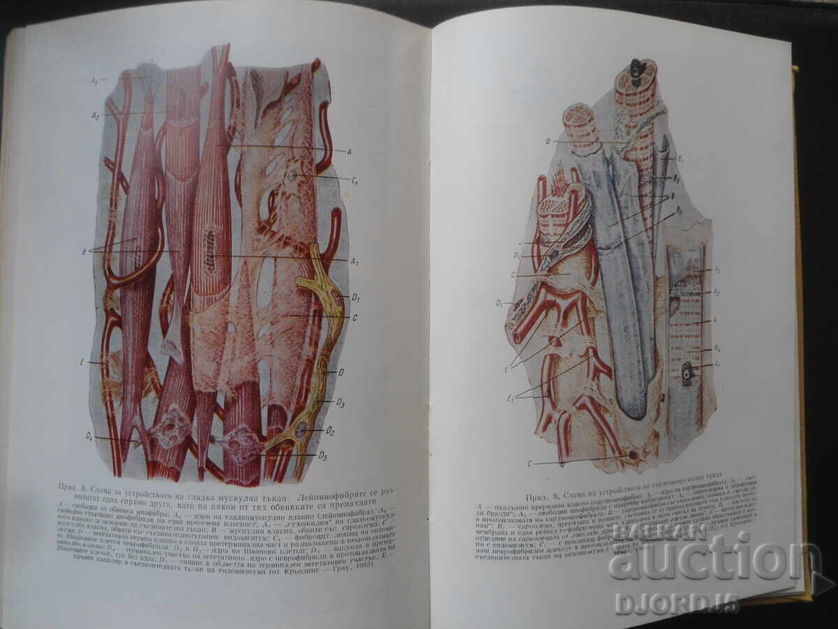 Histology and Embryology, A. I. Hadzhiolov - 7 Histology and Embryology, A. I. Hadzhiolov - 7