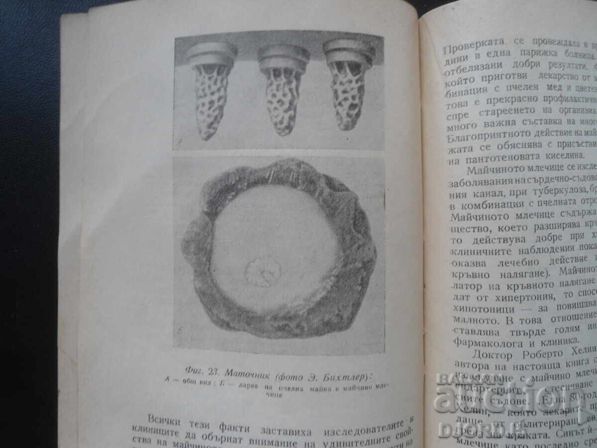 Παράδοση Μέλισσες - φτερωτοί φαρμακοποιοί, Ν. Γιουρέζικο