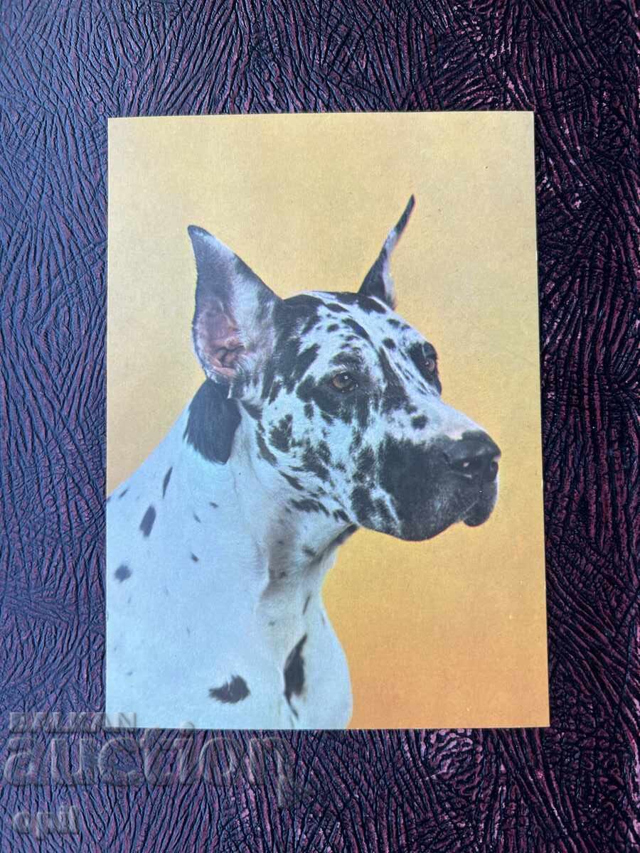 Καρτ ποστάλ - Πολωνία - Μεγάλος Δανός Αρλεκίνος Καρτ ποστάλ - Πολωνία - Μεγάλος Δανός Αρλεκίνος