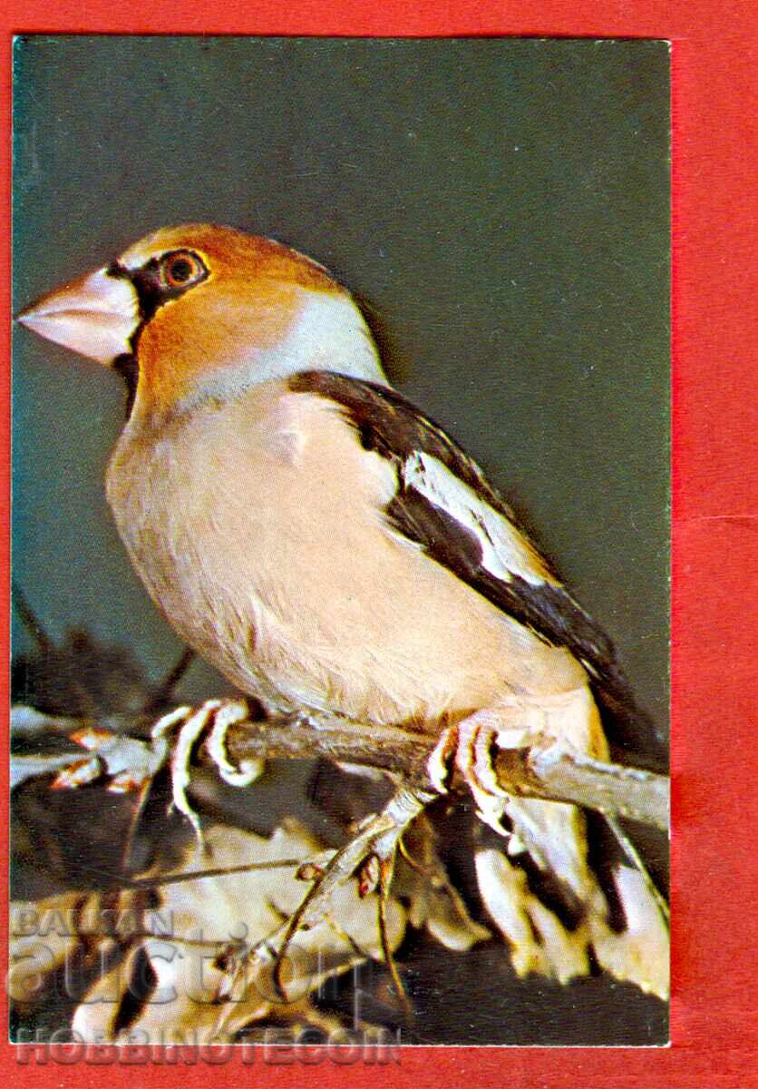 CALENDAR - PASARE - TIGR - 1984 CALENDAR - PASARE - TIGR - 1984