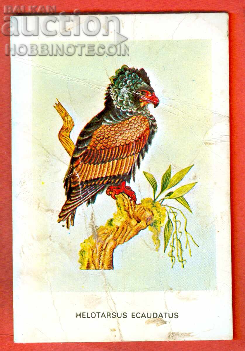 CALENDAR - PASARE - HELOTARSUSU ECAUDATUS - 1983
