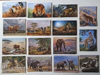 Pictures of African wild animals