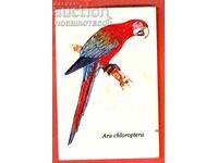 CALENDAR - PARROT - ARA CHLOROPTERA - 1989