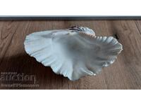 Large conch shell for connoisseurs