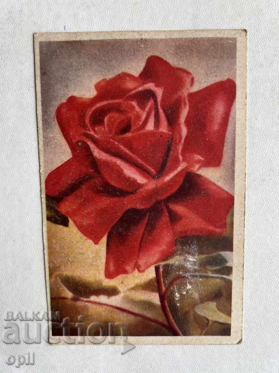 Παλιά Κάρτα - Τριαντάφυλλο Παλιά Κάρτα - Τριαντάφυλλο