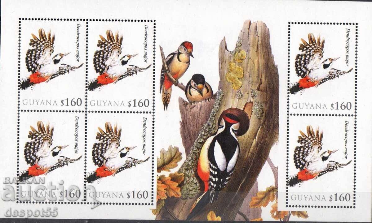 2010. Γουιάνα. Πτηνά - Δενδροκόπος ταγματάρχης. 2010. Γουιάνα. Πτηνά - Δενδροκόπος ταγματάρχης.