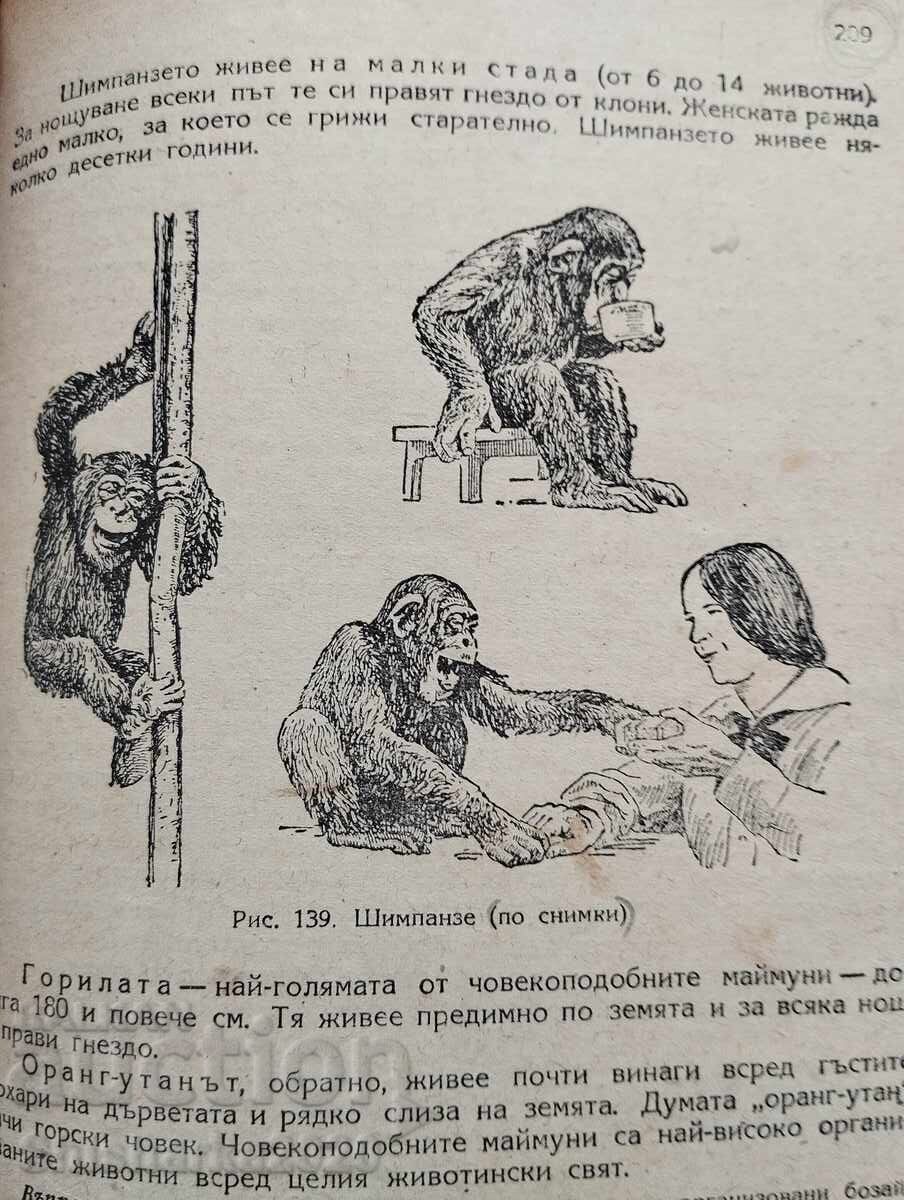 Аукцион Зоология