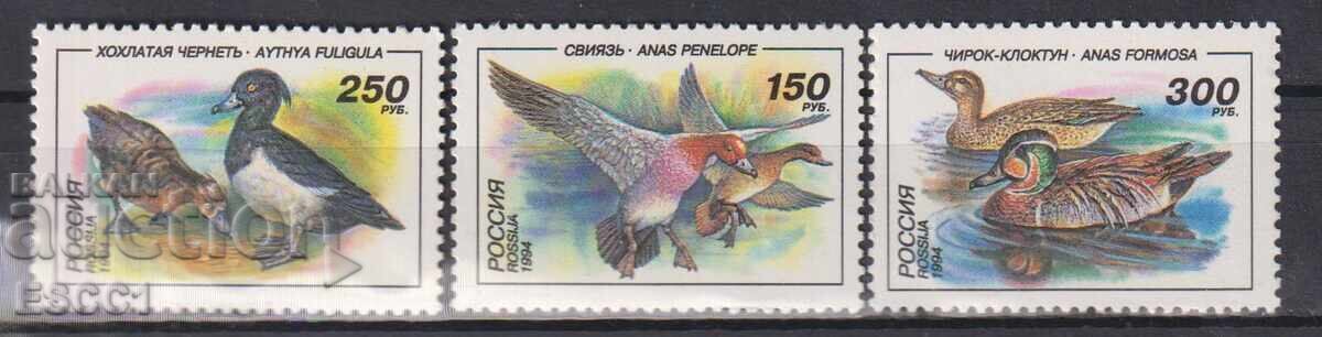 Clean stamps Fauna Birds Ducks 1994 from Russia Clean stamps Fauna Birds Ducks 1994 from Russia